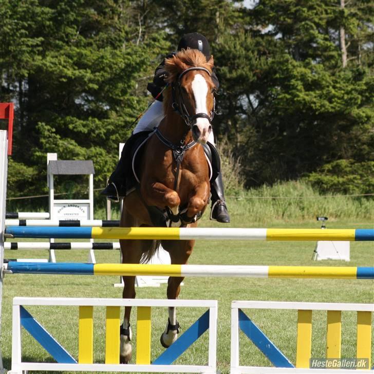 Anden særlig race Masaii - la. Foto Annika billede 4