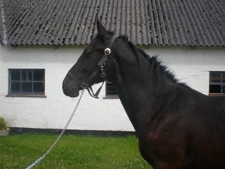 Dansk Varmblod Zorba billede 14