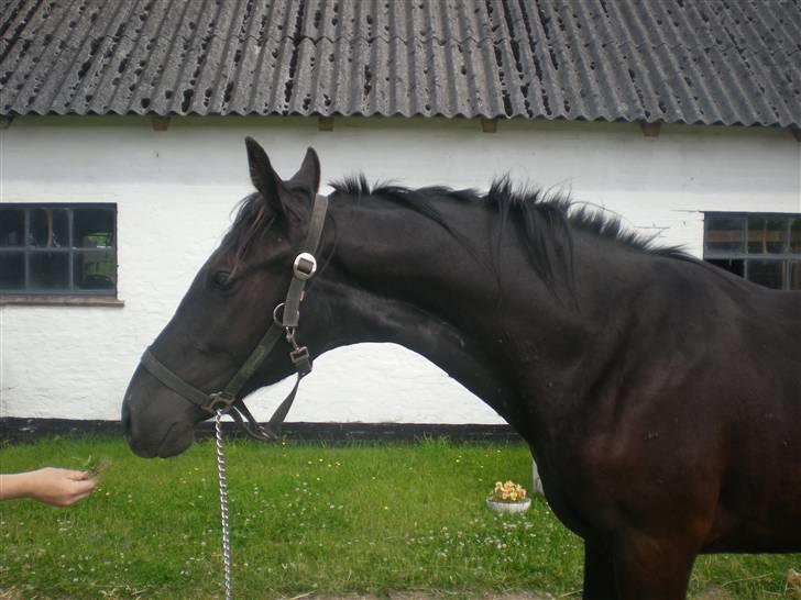 Dansk Varmblod Zorba billede 15