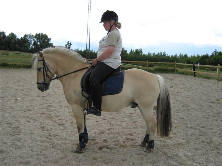 Fjordhest Sebastian  - parade billede 15