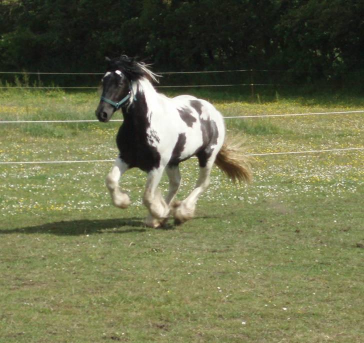 Irish Cob Mr. Sullivan *Avlshingst* - galop på marken 2009 billede 18