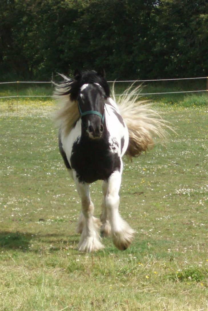 Irish Cob Mr. Sullivan *Avlshingst* - vildt hår 2009 billede 19