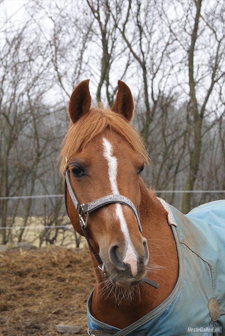 DSP Daisy<'3 |MIN ENGEL| - Min hest er mit spejl, som uforfalsket gengiver mine dårlige og gode luner. Se din hest i øjnene og lad dig ikke skræmme af sandheden.♥ billede 14