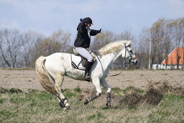 DSP  Stenvænge Sarka billede 13