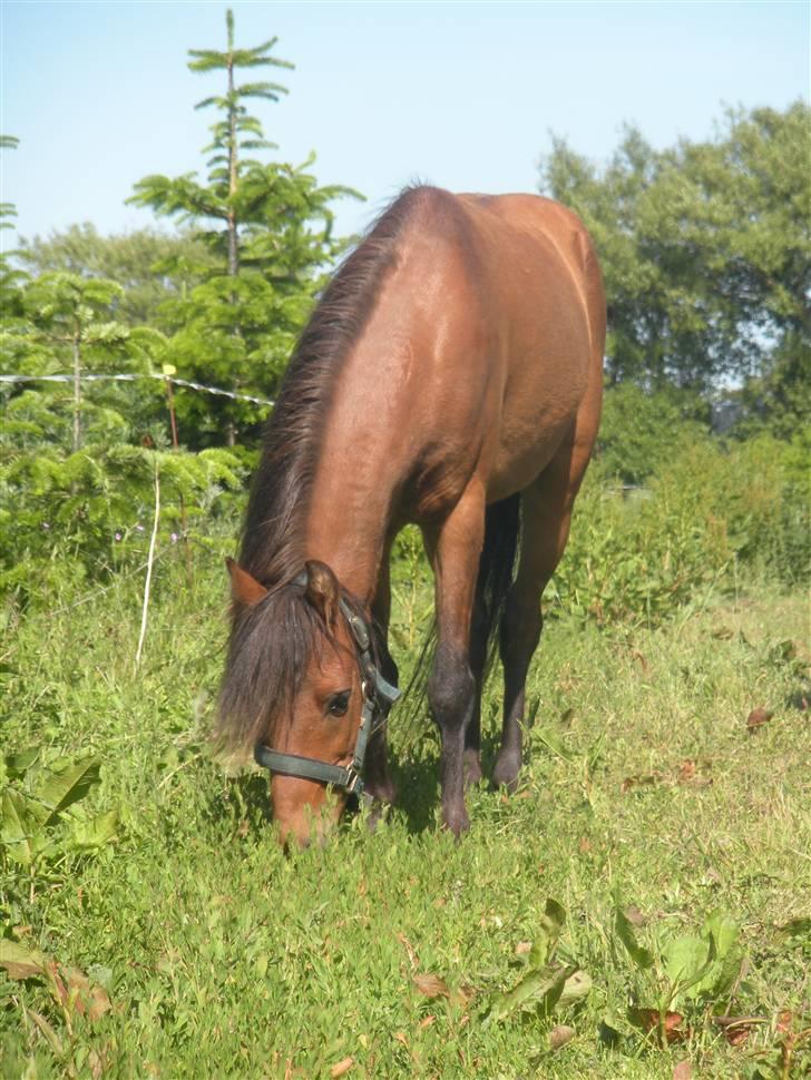 Kaspisk hest Rosmear Arad billede 1