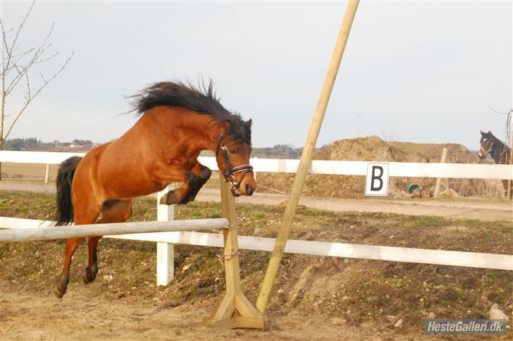 Kaspisk hest Rosmear Arad billede 2