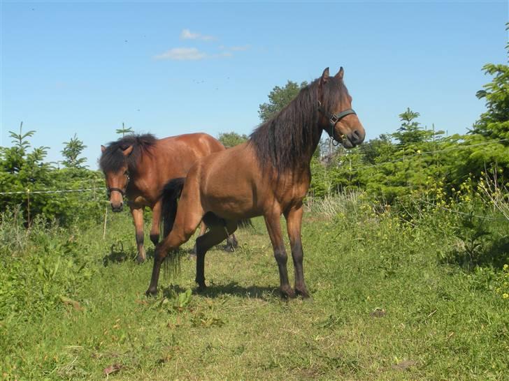 Kaspisk hest Rosmear Arad billede 3