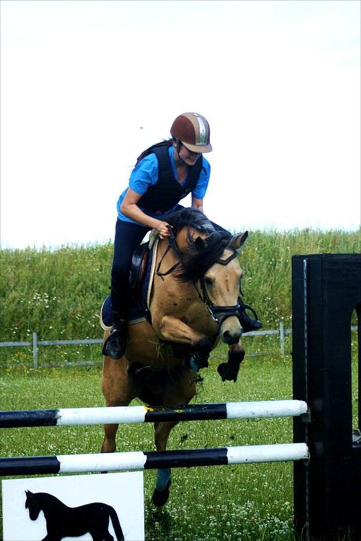 Anden særlig race Shanon B-pony - SHP-foto.. Shanon 100 cm 4 Juli 2010 billede 11