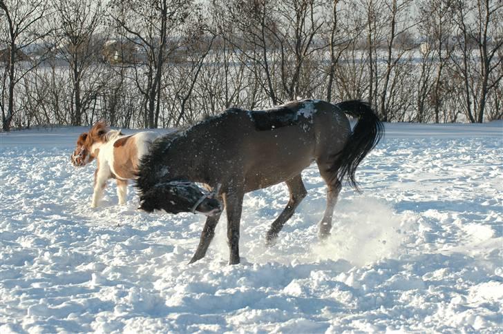 New Forest Elmholts Quick Step (: - Vinter-flip ;D billede 9