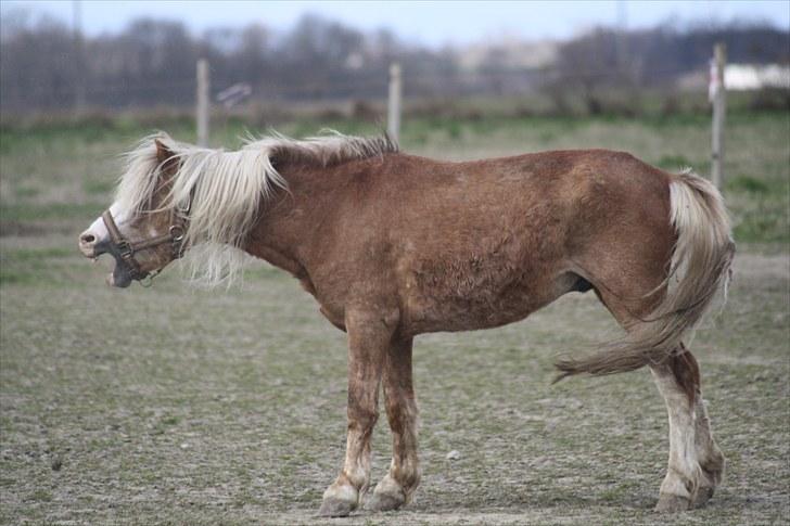 Welsh Mountain (sec A) Stendyssens Lopi R.I.P billede 20