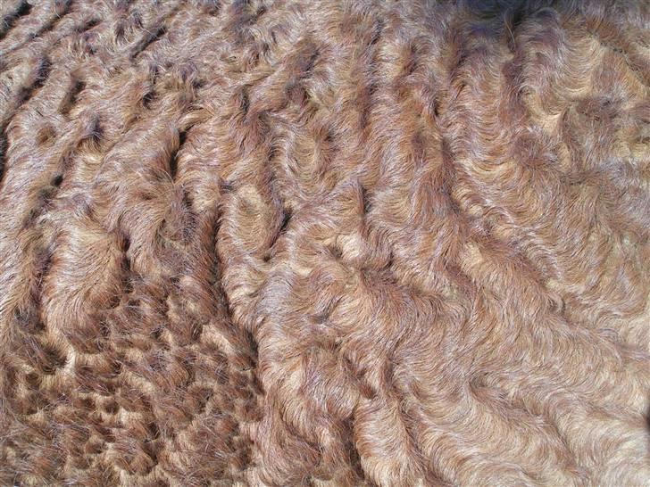Bashkir Curly Hawk´s Hiawatha billede 11