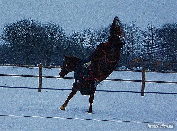 Mecklenburger Paula aka. popo/Guldklump - Vild basse !! billede 9