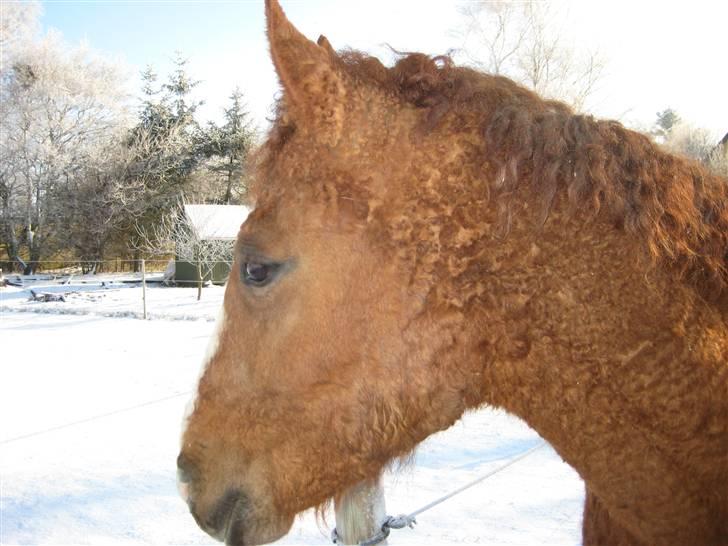 Bashkir Curly Hawk´s Hiawatha billede 12