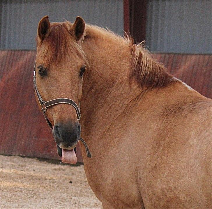 Anden særlig race Olander The Greatest (R.I.P) - <3 billede 9