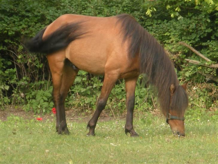 Kaspisk hest Rosmear Arad billede 5