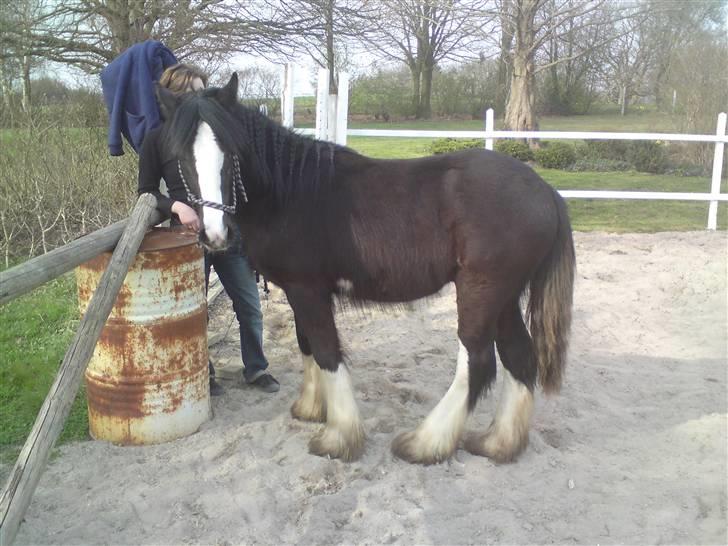 Irish Cob Hauges Benn The Blagdon  billede 10