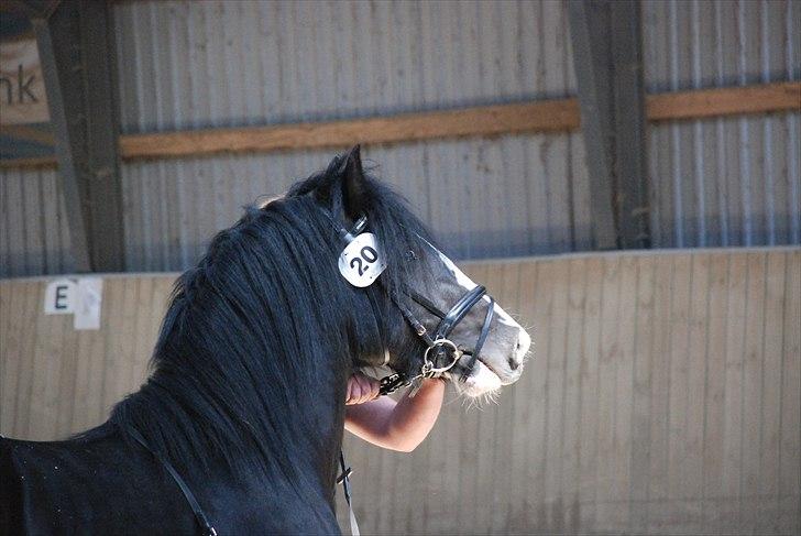 Irish Cob Hauges Benn The Blagdon  billede 8