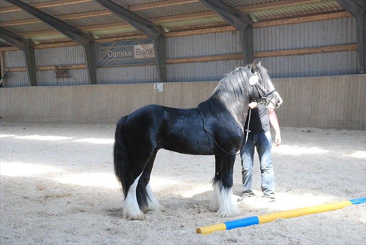 Irish Cob Hauges Benn The Blagdon  billede 6