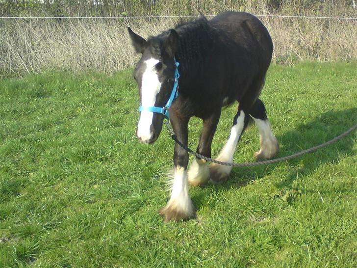 Irish Cob Hauges Benn The Blagdon  billede 14