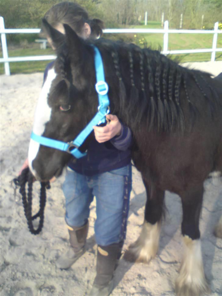 Irish Cob Hauges Benn The Blagdon  billede 13