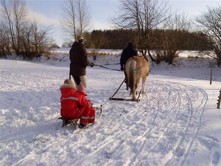 Fjordhest Tilde - første gang tilde er i seletøj <3g hun nydder det:) billede 14