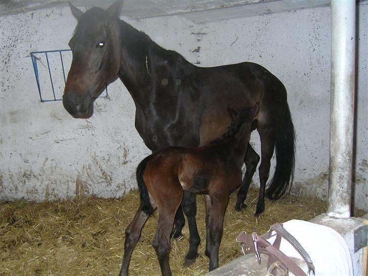 Dansk Varmblod Racuina billede 3