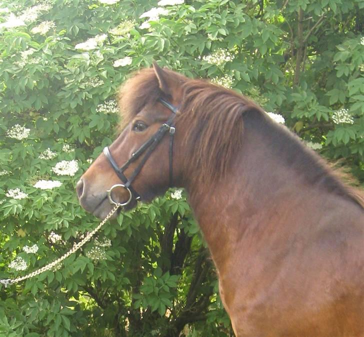 Islænder Flugfaxi fra Solkær - Hej, og velkommen til Fluggis profil :D Der vil snart blive opdateret, med nye og bedre billeder :) billede 1