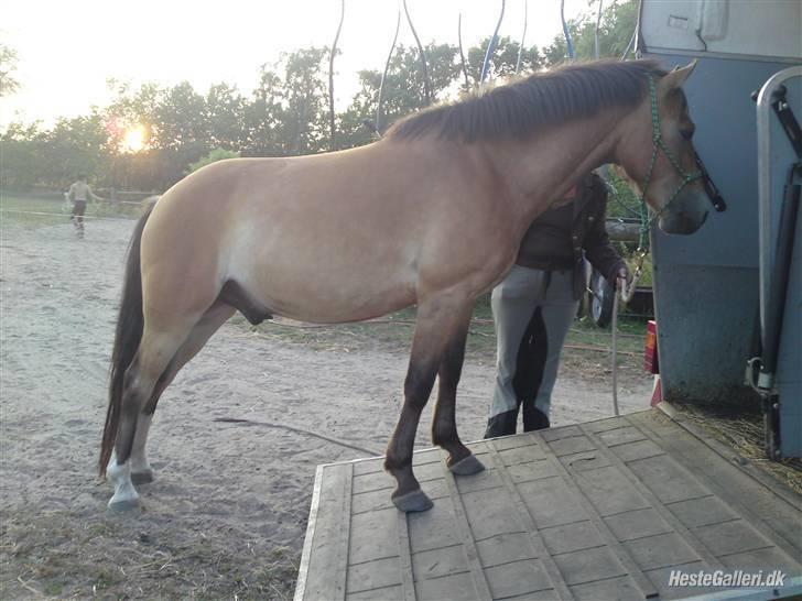 Anden særlig race Nemo billede 2