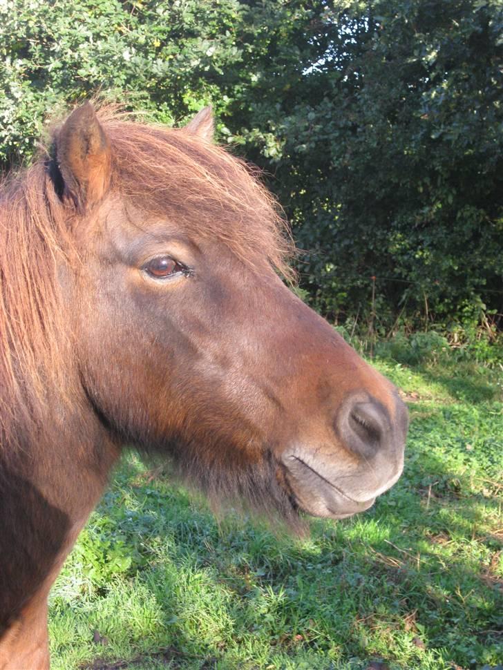 Islænder Flugfaxi fra Solkær - Lille Fnug.. billede 2