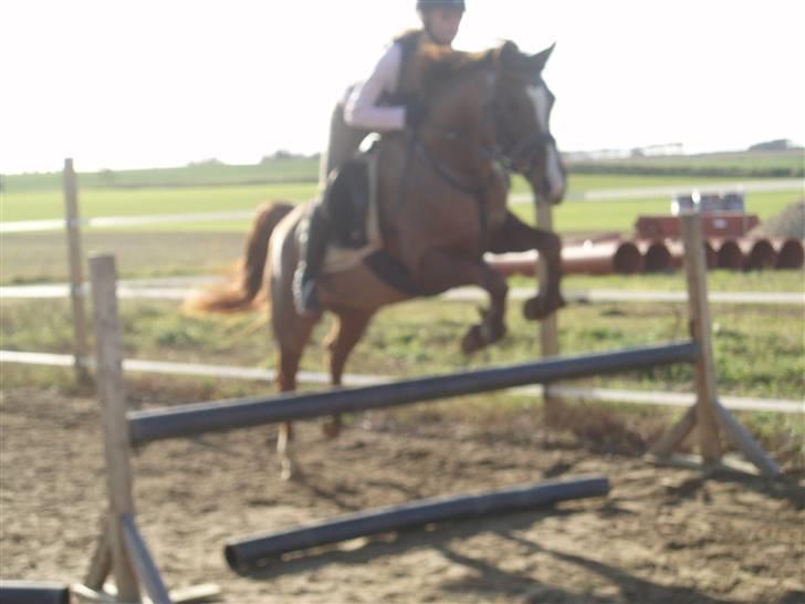 Sportsaraber (A) Valodias Duchess**SOLGT** billede 10