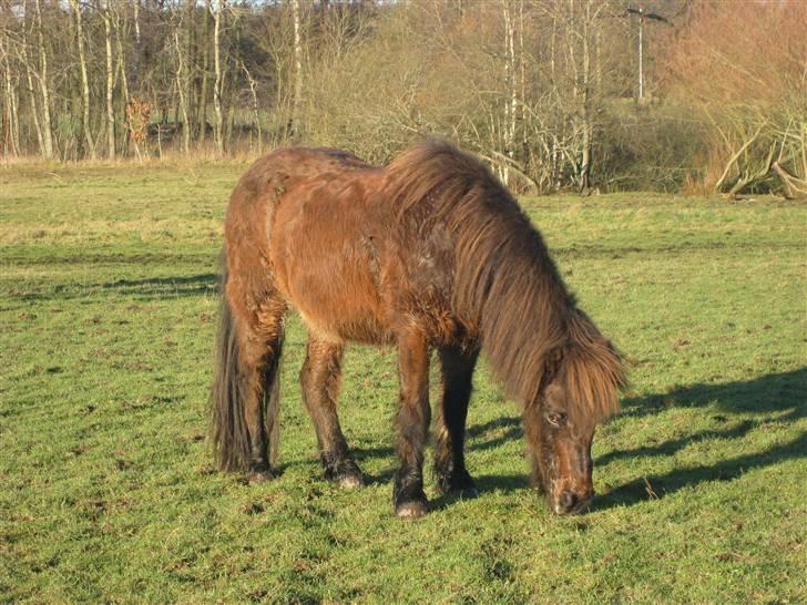 Islænder Flugfaxi fra Solkær - Puha, hårdt at være i vinterfrakke når foråret kommer :b billede 3