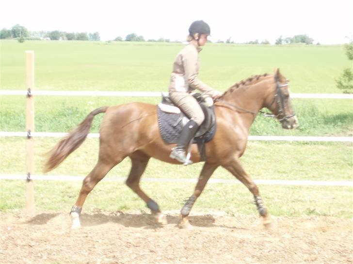 Sportsaraber (A) Valodias Duchess**SOLGT** billede 13