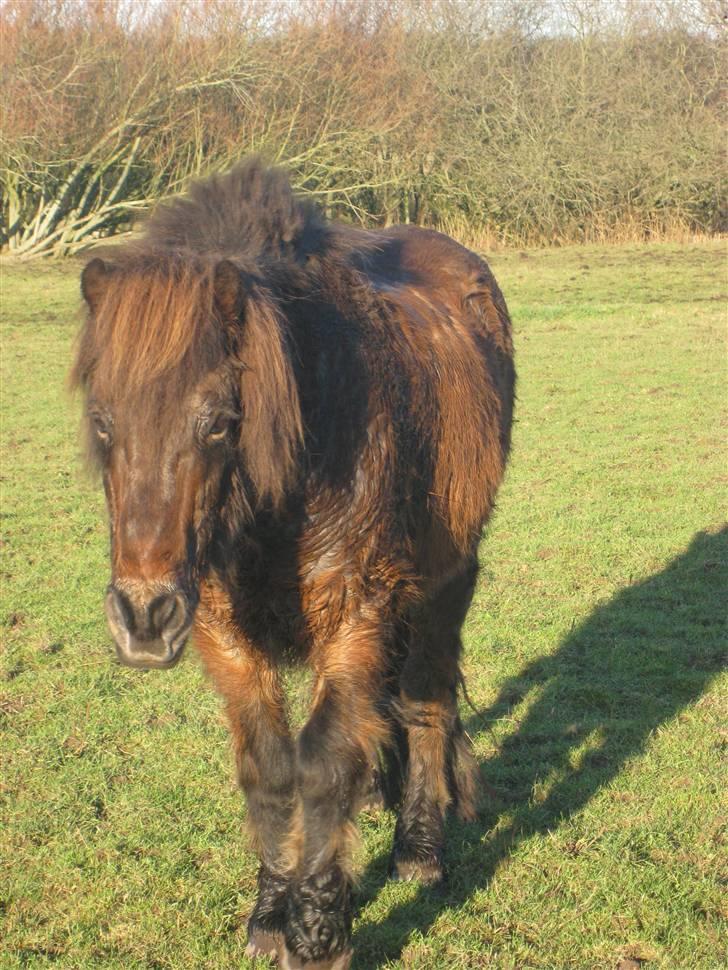 Islænder Flugfaxi fra Solkær - "Befri mig for alt den pels, så er du sød?" :b billede 4