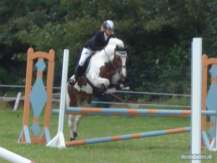 Anden særlig race Malles Chipsy SOLGT - Videbæk Lb 3. plads.. billede 18