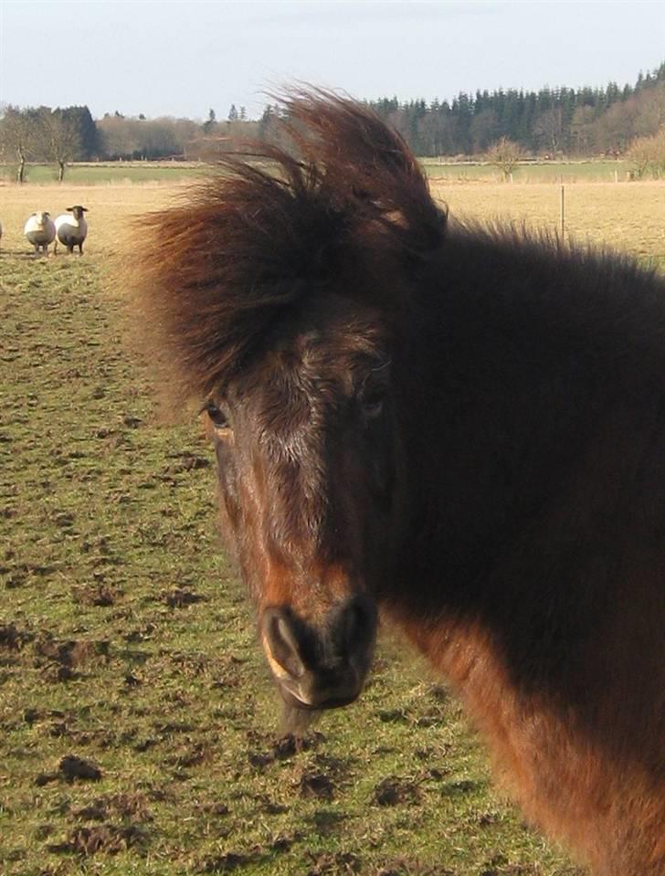 Islænder Flugfaxi fra Solkær - Med vind i lokkerne :) billede 5