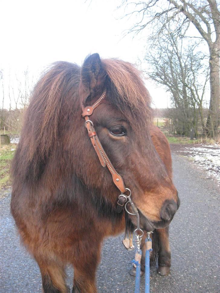 Islænder Flugfaxi fra Solkær - Han låner lige Sallys oneear, indtil jeg får fat i en trense :) billede 6