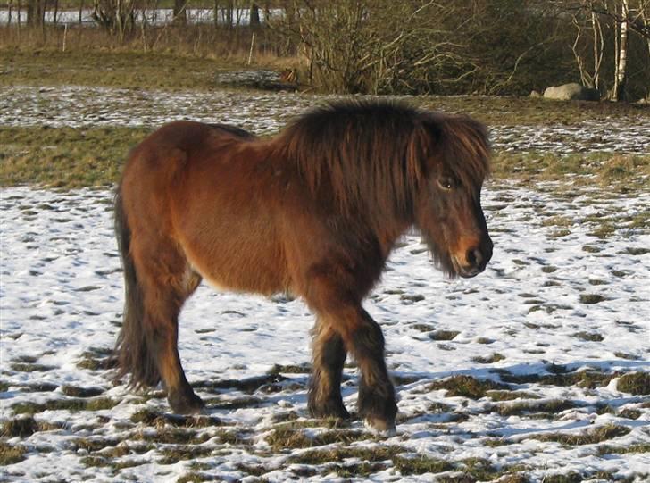 Islænder Flugfaxi fra Solkær - Han er lidt sød.. billede 8