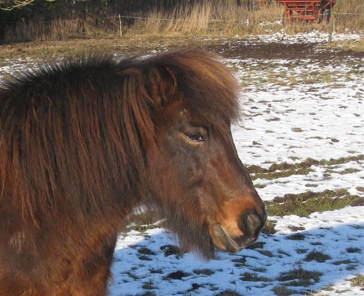 Islænder Flugfaxi fra Solkær - Min bamse.. billede 9