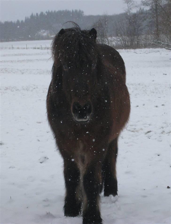 Islænder Flugfaxi fra Solkær - I snevejr, simpelthen så fin :D billede 10
