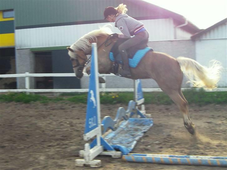 Haflinger Janita van der mans R.I.P - Siri springer=)  billede 17