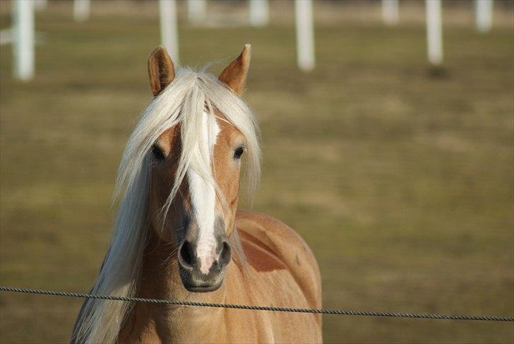 Haflinger Janita van der mans R.I.P billede 19