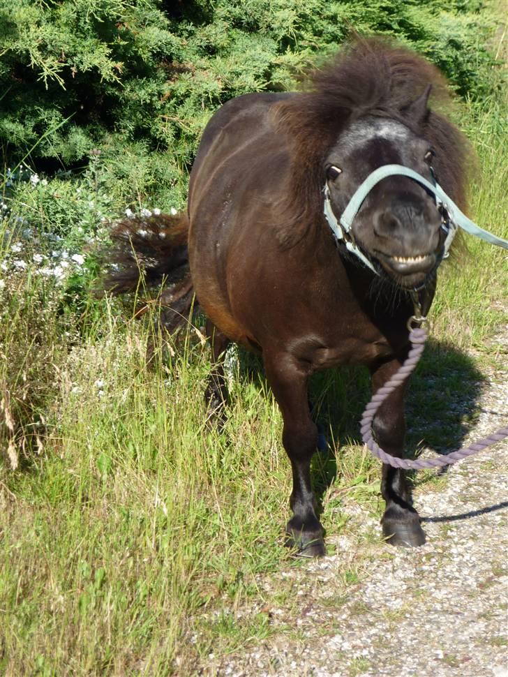 Shetlænder Østerlunds Tulle R.I.P. <3 billede 6