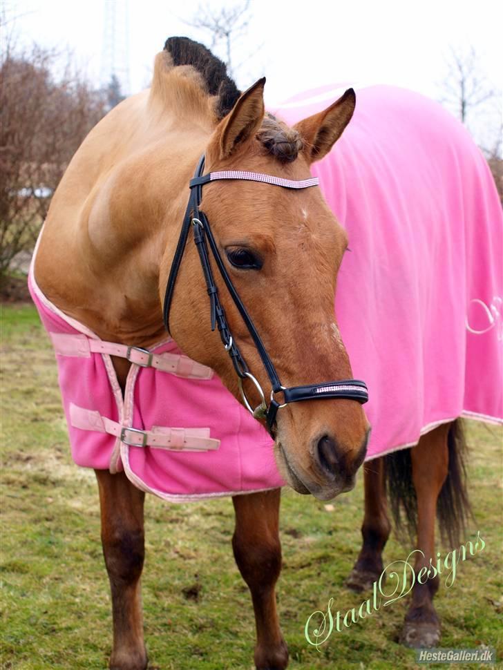 Anden særlig race Hanne *solgt* - fotoshoot med hanne - billedet er taget af Dorte Simonsen <3 billede 18