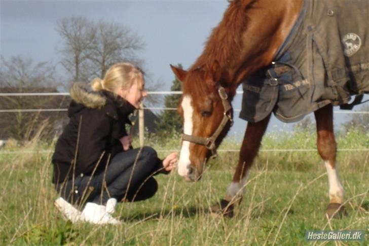 Hollandsk Sportspony Lunderups Magnum - SAVN:( - hygge med VerdensBedstePony ;*  billede 8