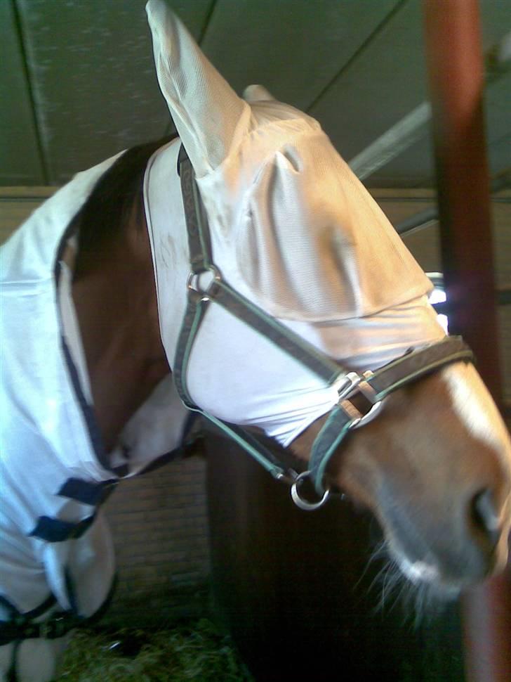 Dansk Varmblod Rocky billede 15