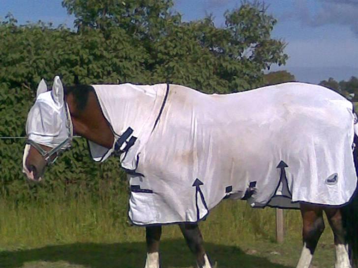 Dansk Varmblod Rocky - Ikke underligt de andre heste blev lidt bange for ham... Men dejlig er han endnu:) billede 16