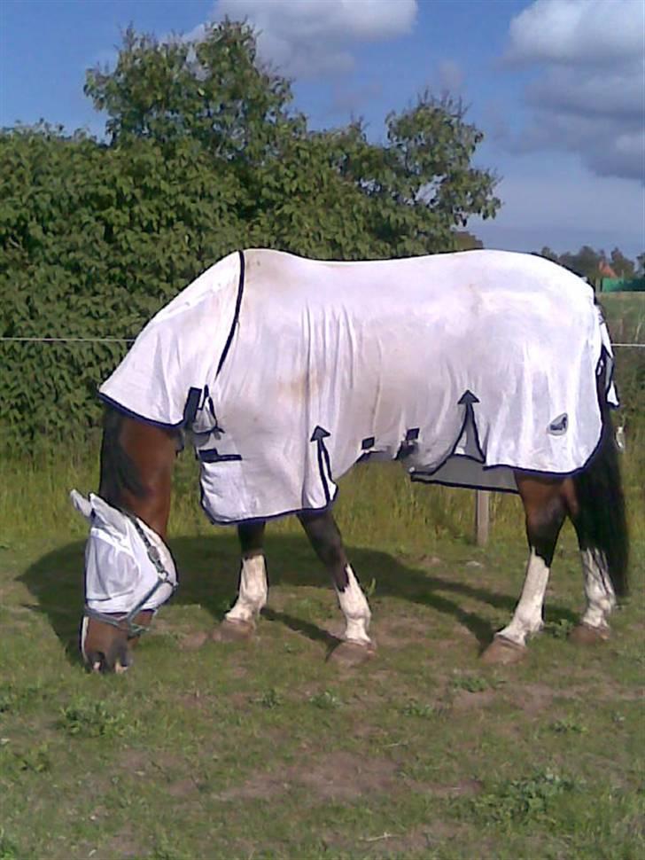 Dansk Varmblod Rocky billede 17