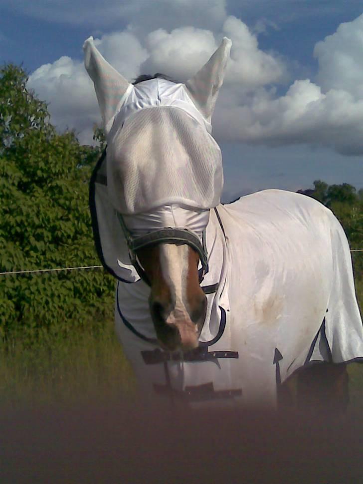 Dansk Varmblod Rocky - Ja sådan ser man ud med eksemdækken billede 18