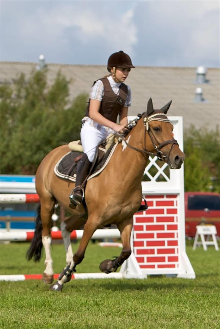 Anden særlig race Bøgelund's O'Conner SOLGT - Sommer 2008 :P guldager billede 11