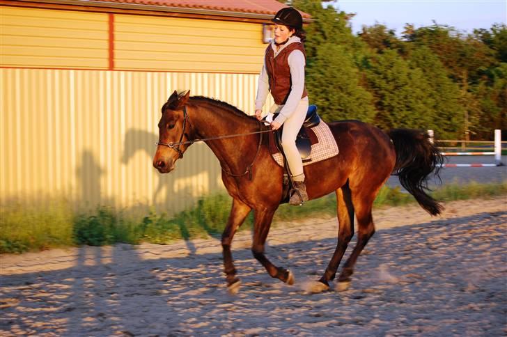 Anden særlig race Columbine  billede 13